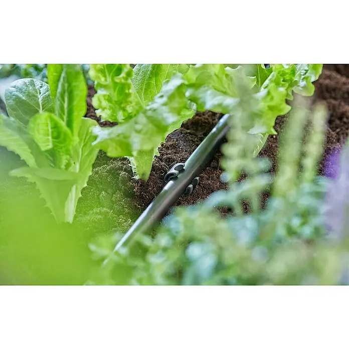 Gardena Soporte para tubo - Diámetro: 13 mm, Negro, 20 ud. - Primer plano de una manguera de riego de jardín entre plantas de lechuga, asegurando un riego eficiente.