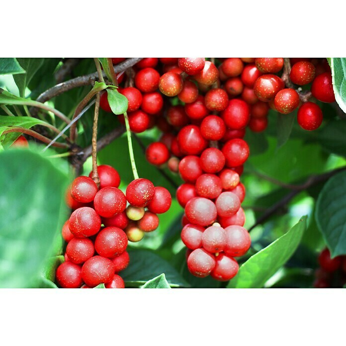 Chinesisches Spaltkörbchen (Schisandra chinensis, Creme) BAUHAUS