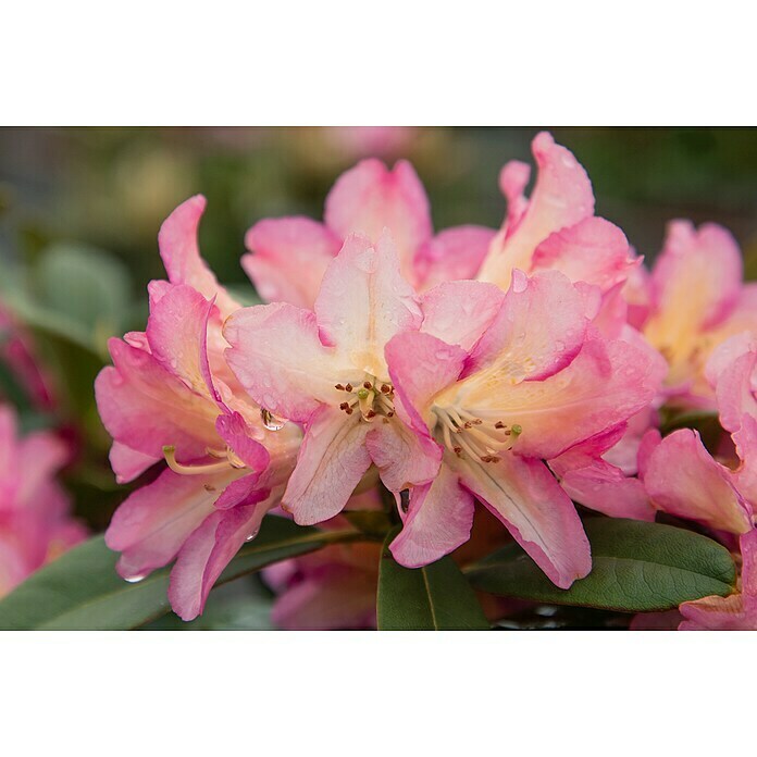 Großblumiger RhododendronRhododendron 'Pivoine'® EASYDENDRON®, Topfvolumen: 5 l, Rot Mood Shot