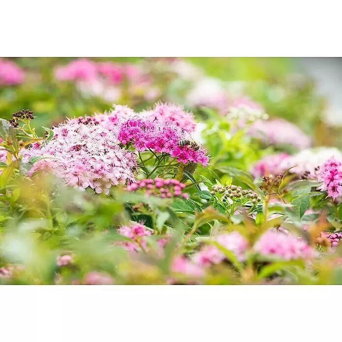 Zwergspiere - Spiraea japonica 'Little Princess', Topfgröße: 9 cm, 12 Stk. - Detailaufnahme