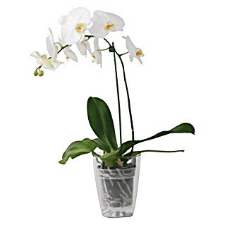 Tegla za orhideju (Plastika, Prozirno)
