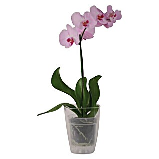 Tegla za orhideju (Plastika, Sivo-bijele boje)