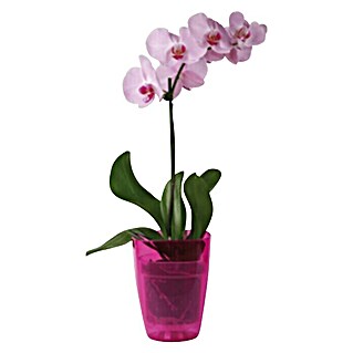 Tegla za orhideju (Plastika, Crvene boje)