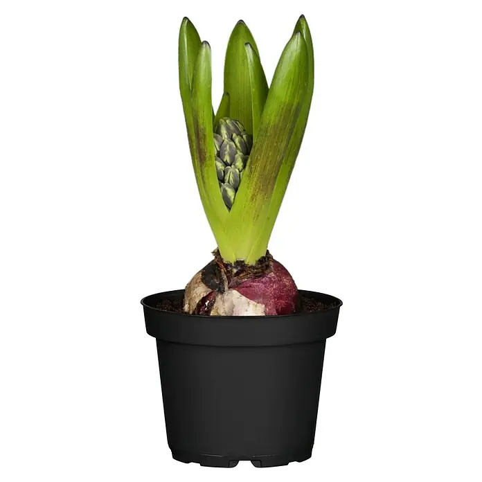 Piardino Frühlingsblumenzwiebel-Mix - 6 Stk. - Nahaufnahme einer Hyazinthe in einem schwarzen Topf, mit grünen Blättern, die eine knospende Blüte umschließen.
