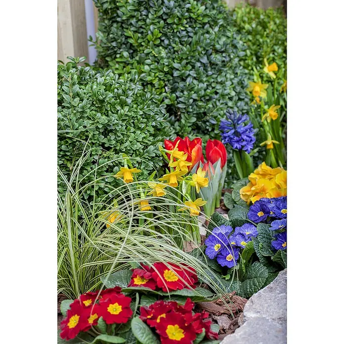 Piardino Frühlingsblumenzwiebel-Mix - 6 Stk. - Ein Blumenbeet mit roten Tulpen, gelben Narzissen, blauen Hyazinthen und Primeln in verschiedenen Farben, umgeben von grünen Büschen.