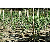Palica za rastlino  (2,2 x 2,2 x 150 cm) | 7414 - Palisaden/Pfosten/ Pfähle | IAGB - Gartenholz | IAG - Außenbereichsausstattung | IA - Gartenhartware | I - Stadtgarten | BAUHAUS