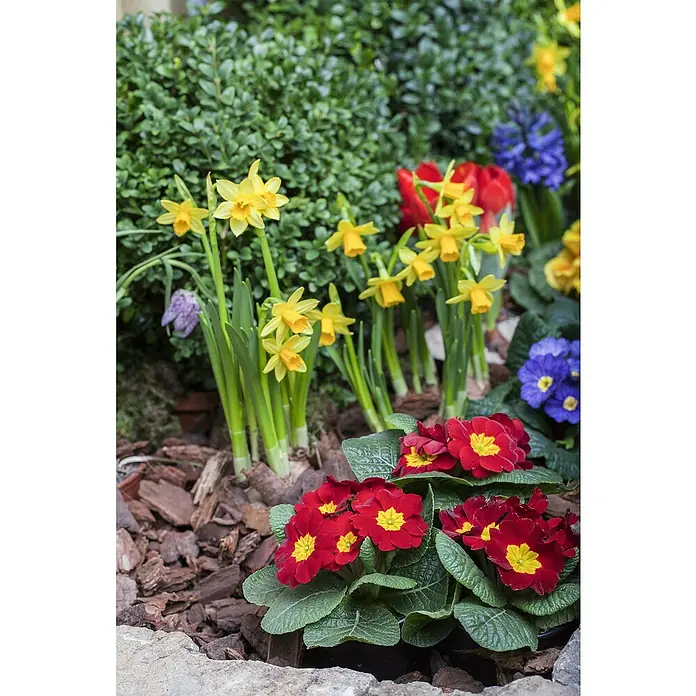 Piardino Frühlingsblumenzwiebel-Mix - 6 Stk. - Nahaufnahme von Narzissen, roten Primeln und anderen bunten Blumen, die inmitten von Mulch und üppigem Grün in einem Garten blühen.