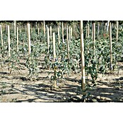 Nortene Palica za rastlino  (Višina: 170 cm) | 7414 - Palisaden/Pfosten/ Pfähle | IAGB - Gartenholz | IAG - Außenbereichsausstattung | IA - Gartenhartware | I - Stadtgarten | BAUHAUS