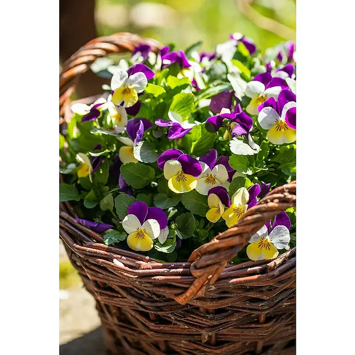 Piardino Hornveilchen 10er Clayette - Viola cornuta, Sortenabhängig, 10 Stk. - Korb mit bunten Stiefmütterchen.