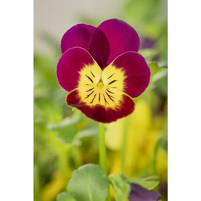 Piardino Hornveilchen 10er Clayette - Viola cornuta, Sortenabhängig, 10 Stk. - Nahaufnahme einer einzelnen, farbenfrohen Stiefmütterchenblüte mit purpurnen Blütenblättern und einem gelb-schwarzen Zentrum.