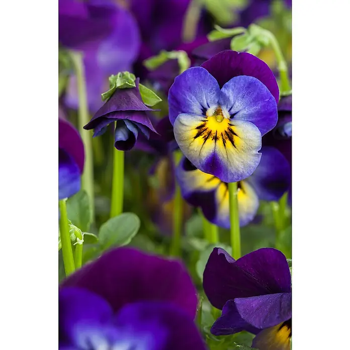 Piardino Hornveilchen 10er Clayette - Viola cornuta, Sortenabhängig, 10 Stk. - Nahaufnahme von lila und gelben Stiefmütterchen, die ihre zarten Blütenblätter und lebendigen Farben zeigen.