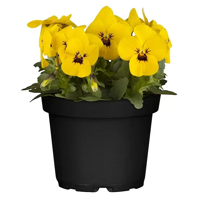 Piardino Hornveilchen - Viola cornuta, Topfgröße: 13 cm, Sortenabhängig - Vorderansicht