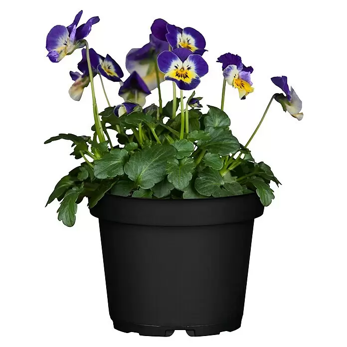 Piardino Hornveilchen - Viola cornuta, Topfgröße: 13 cm, Sortenabhängig - Vorderansicht
