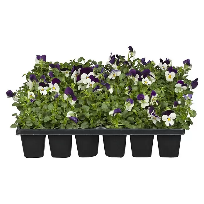 Piardino Hornveilchen 10er Clayette - Viola cornuta, Sortenabhängig, 10 Stk. - Schale mit lebhaften Stiefmütterchenpflanzen mit lila und weißen Blüten und grünen Blättern in einem schwarzen Plastikbehälter.