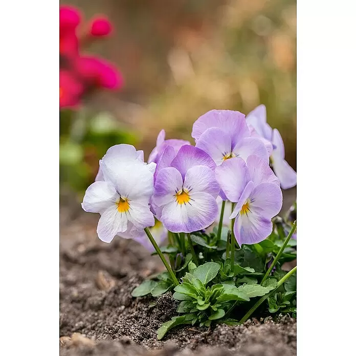 Piardino Hornveilchen 10er Clayette - Viola cornuta, Sortenabhängig, 10 Stk. - Detailaufnahme