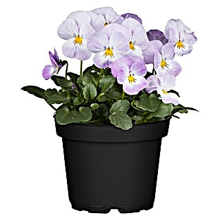 Piardino Hornveilchen (Viola cornuta, Topfgröße: 13 cm, Sortenabhängig)