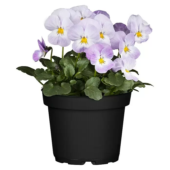 Piardino Hornveilchen - Viola cornuta, Topfgröße: 13 cm, Sortenabhängig - Vorderansicht