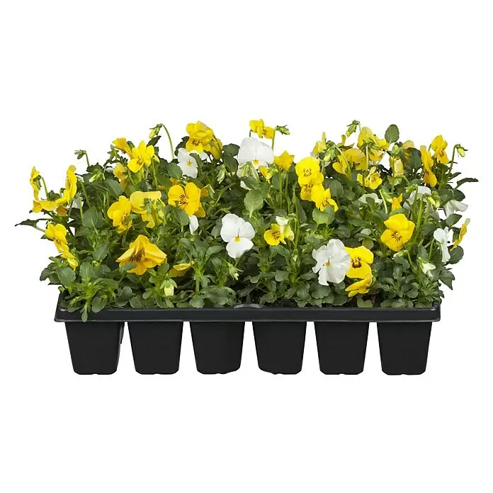 Piardino Hornveilchen 10er Clayette - Viola cornuta, Sortenabhängig, 10 Stk. - Schale mit gelben und weißen Stiefmütterchen-Setzlingen in einem schwarzen Plastiktopf.