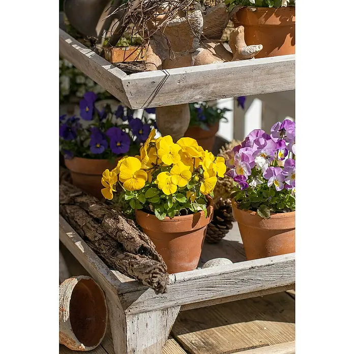 Piardino Hornveilchen 10er Clayette - Viola cornuta, Sortenabhängig, 10 Stk. - Gelbe und violette Stiefmütterchen in Terrakottatöpfen auf einem rustikalen, hölzernen Regal aus mehreren Ebenen im Freien.