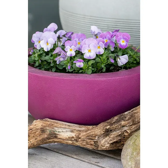 Piardino Hornveilchen 10er Clayette - Viola cornuta, Sortenabhängig, 10 Stk. - Nahaufnahme eines Pflanzgefäßes mit zarten lila Stiefmütterchen, das eine friedliche Gartenszene mit natürlicher Holzdekoration einfängt.