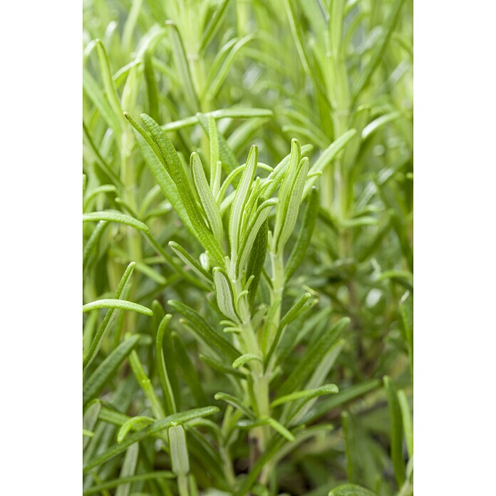 Rosmarin officinalis14 Repens auf Stamm