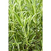 Rosmarin officinalis14 Repens auf Stamm