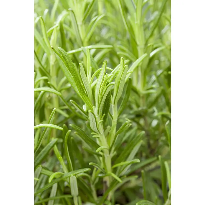 Piardino Rosmarin Stämmchen - Rosmarinus officinalis 'Repens', Topfgröße: 14 cm - Nahaufnahme von frischem Rosmarin, der in seiner natürlichen grünen Pracht die Textur und die aromatische Essenz dieses Küchenkrauts einfängt.