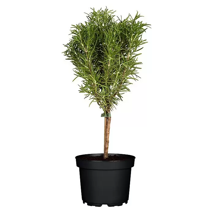 Piardino Rosmarin Stämmchen - Rosmarinus officinalis 'Repens', Topfgröße: 14 cm - Topfrosmarin mit leuchtend grünen Blättern und braunem Stiel in einem schwarzen Behälter.