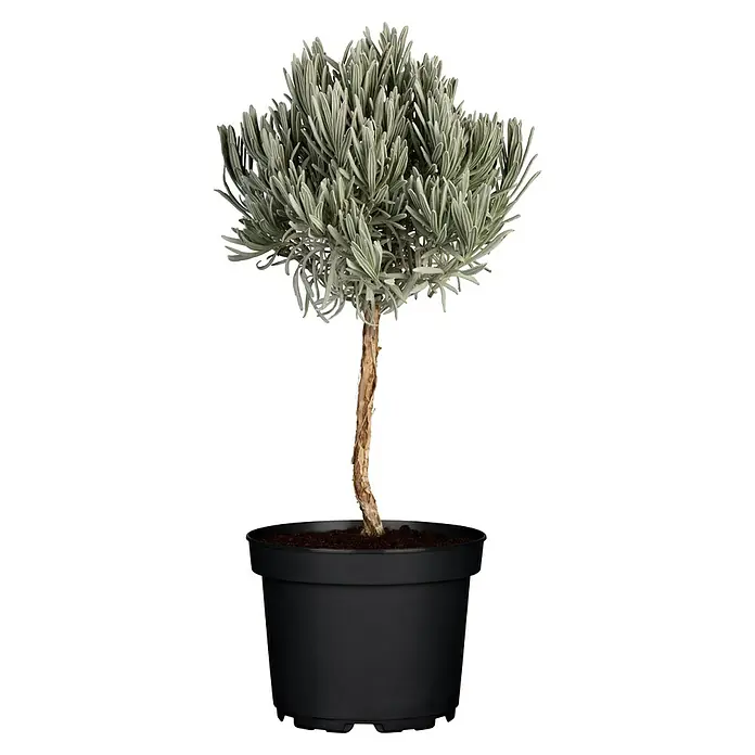 Piardino Lavendel Stämmchen - Lavandula angustifolia, Topfgröße: 14 cm, Lavendelblau - Topf mit Currykraut-Topiary: Ein dekoratives Currykraut-Bäumchen in einem schwarzen Topf, perfekt für Garten- und Zimmerdekorationen.