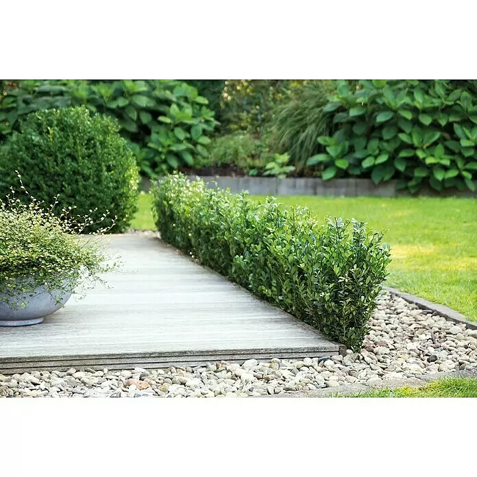 Bergilex - Ilex crenata 'Robustico' - Stimmungsaufnahme