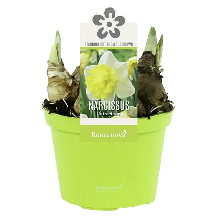 Piardino Frühlingsblumenzwiebeln Narzisse - Narcissus, Topfgröße: 12 cm, Attraction, Max. Wuchshöhe: 15 cm - 40 cm, Blütezeit: April - Eine Topfpflanze mit Narzissenzwiebeln der Sorte "Attraction", die in einem hellgrünen Topf stehen und kurz vor der Blüte stehen.