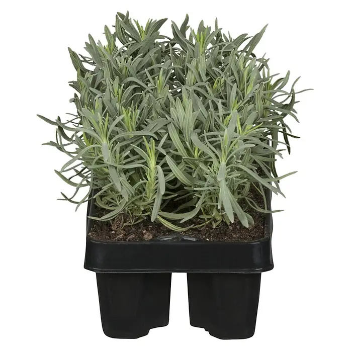 Piardino Lavendel 6er Pack - Lavandula angustifolia, Topfgröße: 9 cm, Lavendelblau - Eine Pflanze Lavendel 'Goodwin Creek Grey' in einem schwarzen Kunststoffbehälter, die sich ideal für den Garten oder den Balkon eignet.