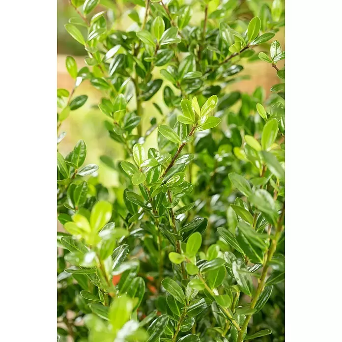 Bergilex - Ilex crenata 'Robustico' - Stimmungsaufnahme
