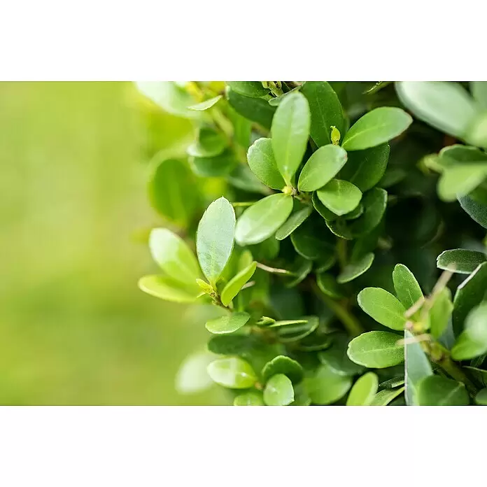 Bergilex - Ilex crenata 'Robustico' - Detailaufnahme