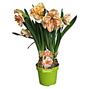 Piardino Frühlingsblumenzwiebeln Narzisse (Narcissus, Topfgröße: 12 cm, Apricot Swirl, Max. Wuchshöhe: 15 cm - 40 cm, Blütezeit: April) | BAUHAUS