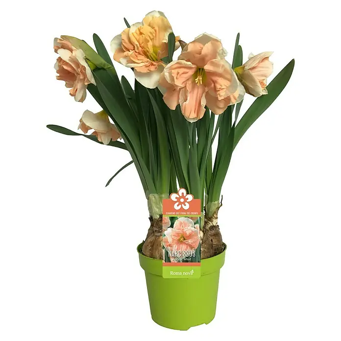 Piardino Frühlingsblumenzwiebeln Narzisse - Narcissus, Topfgröße: 12 cm, Apricot Swirl, Max. Wuchshöhe: 15 cm - 40 cm, Blütezeit: April - Narzissen 'Apricot Whirl' im grünen Topf, üppige Blütenpracht in zarten Apricottönen, Blickfang für jeden Raum.