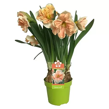 Piardino  Frühlingsblumenzwiebeln Narzisse