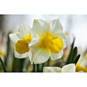 Piardino Frühlingsblumenzwiebeln Narzisse (Narcissus, Topfgröße: 12 cm, Attraction, Max. Wuchshöhe: 15 cm - 40 cm, Blütezeit: April) | BAUHAUS