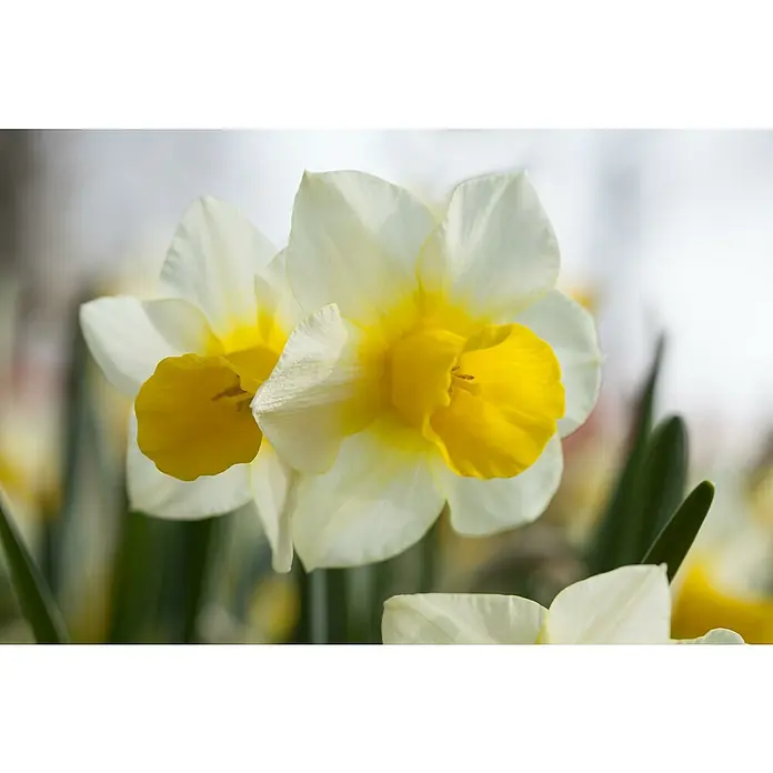 Piardino Frühlingsblumenzwiebeln Narzisse - Narcissus, Topfgröße: 12 cm, Attraction, Max. Wuchshöhe: 15 cm - 40 cm, Blütezeit: April - Nahaufnahme von zwei weißen Narzissen mit gelben Trompeten und grünen Blättern, die die Schönheit des Frühlings zeigen.