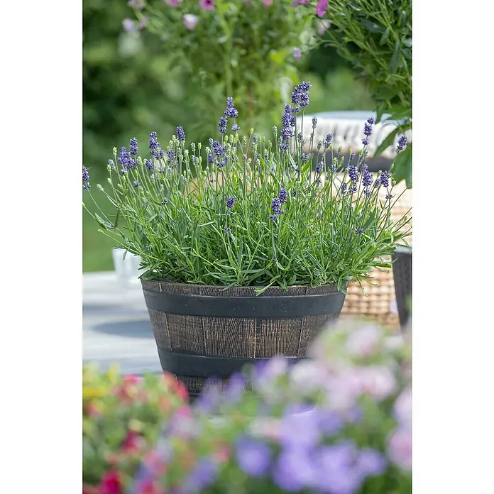 Piardino Lavendel 6er Pack - Lavandula angustifolia, Topfgröße: 9 cm, Lavendelblau - Ein dekorativer Pflanzkübel in Holzfassoptik mit blühendem Lavendel, der eine rustikale Note in jeden Garten bringt.