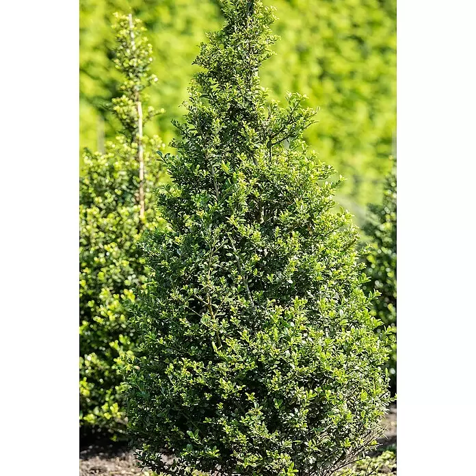 Japan-Stechpalme 'Robustico' - Ilex crenata 'Robustico', Topfgröße: 17 cm, Blütenfarbe: Cremeweiß - Stimmungsaufnahme