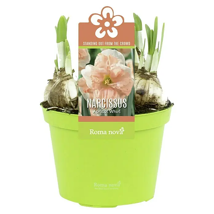 Piardino Frühlingsblumenzwiebeln Narzisse - Narcissus, Topfgröße: 12 cm, Apricot Swirl, Max. Wuchshöhe: 15 cm - 40 cm, Blütezeit: April - Ein Topf mit Narzissen "Apricot Whirl" von Roma Nova, die mit ihren zarten Blüten aus der Masse herausstechen.