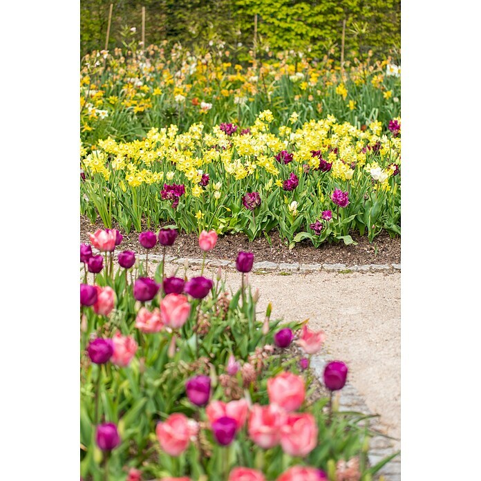 Piardino Frühlingsblumenzwiebeln Narzisse (Narcissus, Topfgröße: 12 cm, Attraction, Max. Wuchshöhe: 15 cm - 40 cm, Blütezeit: April) | BAUHAUS