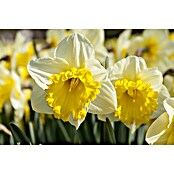 Piardino Frühlingsblumenzwiebeln Narzisse (Narcissus, Topfgröße: 12 cm, Attraction, Max. Wuchshöhe: 15 cm - 40 cm, Blütezeit: April) | BAUHAUS