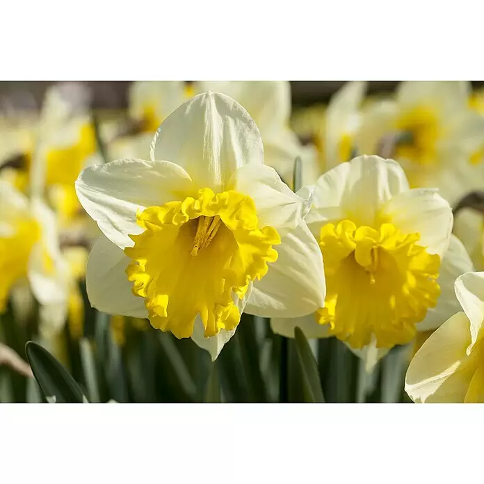 Piardino Frühlingsblumenzwiebeln Narzisse - Narcissus, Topfgröße: 12 cm, Attraction, Max. Wuchshöhe: 15 cm - 40 cm, Blütezeit: April - Zwei leuchtend gelb-weiße Osterglocken blühen, mit weiteren unscharfen Blüten im Hintergrund.