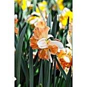 Piardino Frühlingsblumenzwiebeln Narzisse (Narcissus, Topfgröße: 12 cm, Apricot Swirl, Max. Wuchshöhe: 15 cm - 40 cm, Blütezeit: April) | BAUHAUS