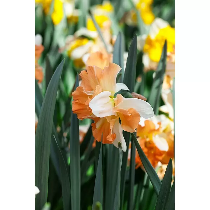Piardino Frühlingsblumenzwiebeln Narzisse - Narcissus, Topfgröße: 12 cm, Apricot Swirl, Max. Wuchshöhe: 15 cm - 40 cm, Blütezeit: April - Nahaufnahme einer leuchtend weiß-orangen Narzisse mit grünen Blättern, umgeben von anderen verschwommenen Blumen.