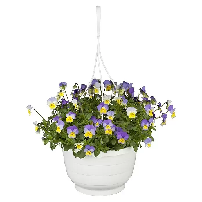 Piardino Hornveilchen Ampel - Viola cornuta, Topfgröße: 27 cm, Sortenabhängig - Vorderansicht