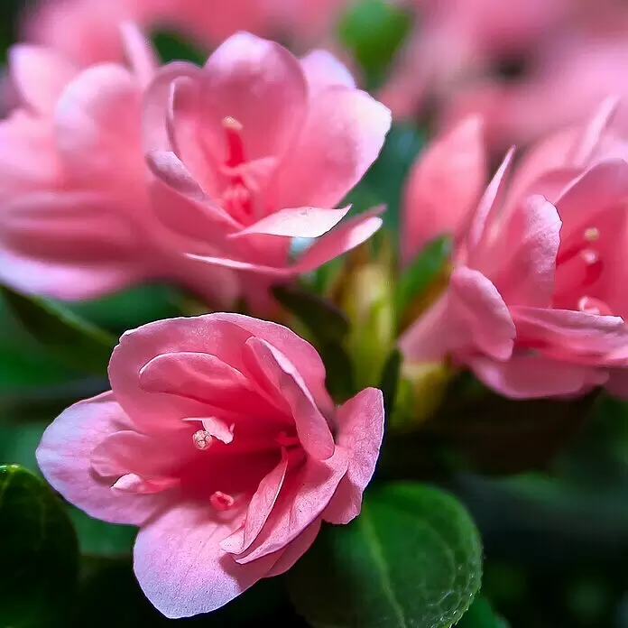 Piardino Rhododendron - Rhododendron obtusum 'Kirin', Rosa - Detailaufnahme
