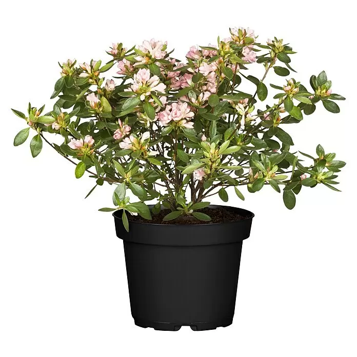 Piardino Rhododendron - Rhododendron obtusum 'Kirin', Rosa - Vorderansicht